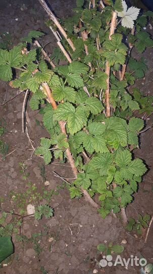 Ремонтантная малина