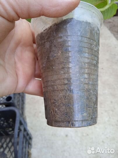 Рассада клубники Мурано