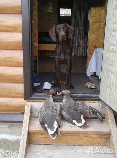 Курцхаар кобель вязка