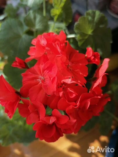 Герань пеларгония