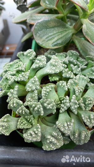 Суккуленты