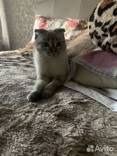 Кошки в добрые руки