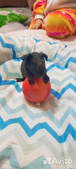 Скинни (Skinny)