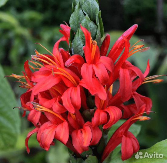 Пахистахис красный - экзот тропический