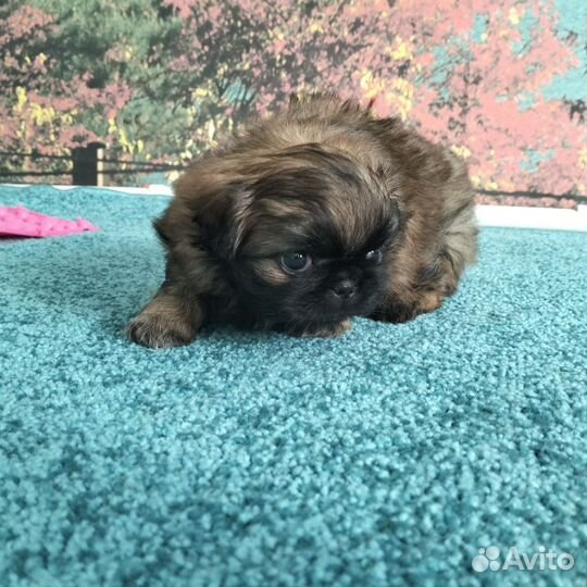 Щенки пекинеса