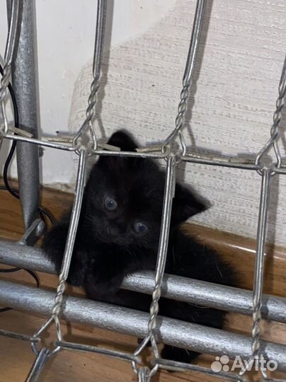 Отдам котят