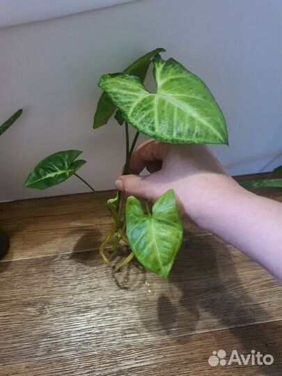 Комнатные цветы