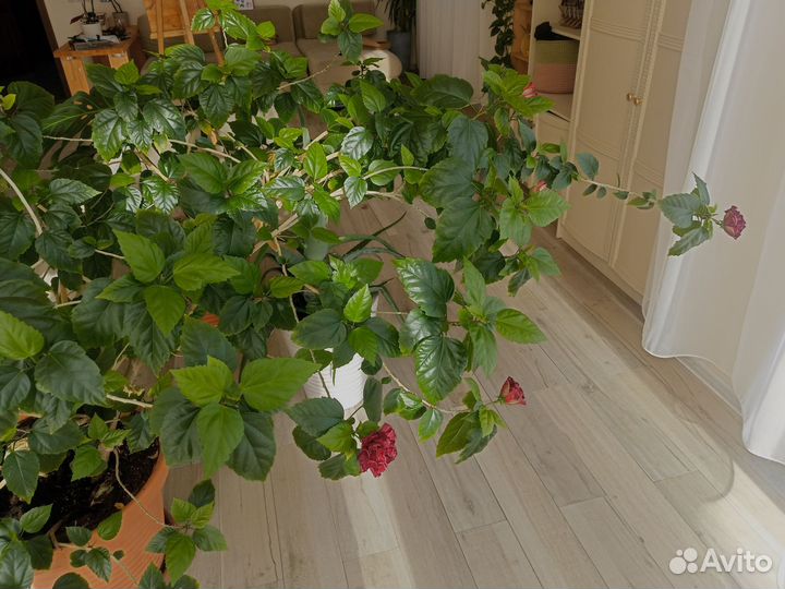 Гибискус китайская роза