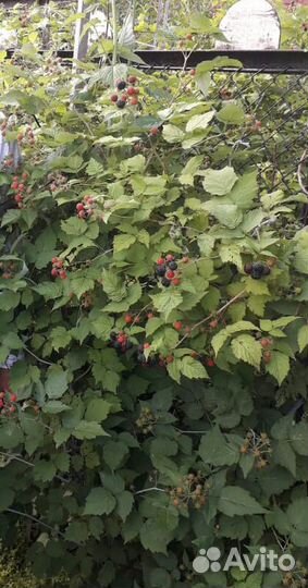 Кустарники