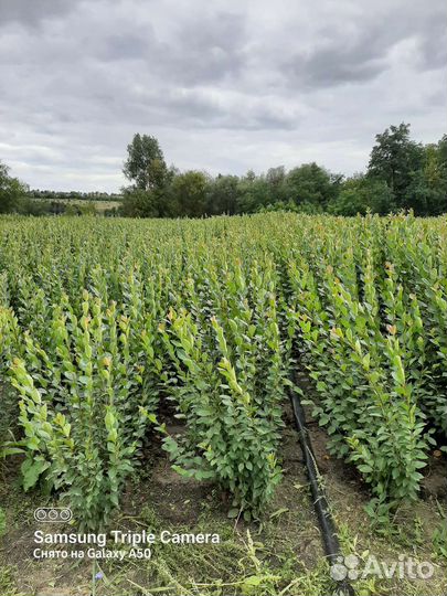 Кизильник блестящий