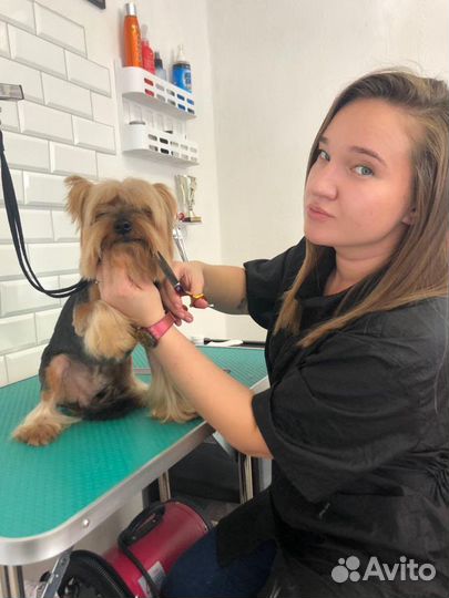 Стрижка собак. Коптево, Аэропорт, Водный стадион