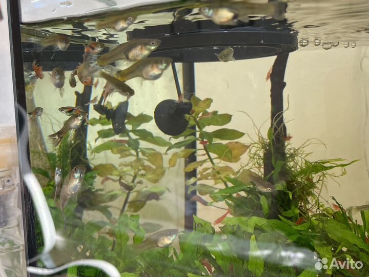 Аквариумные рыбки гуппи