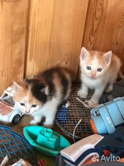 Котята в добрые руки