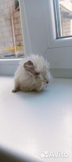 Морская свинка