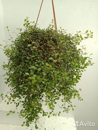 Мюленбекия спутанная (кашпо 3.2л)