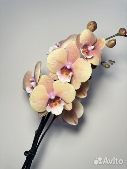 Орхидея фаленопсис