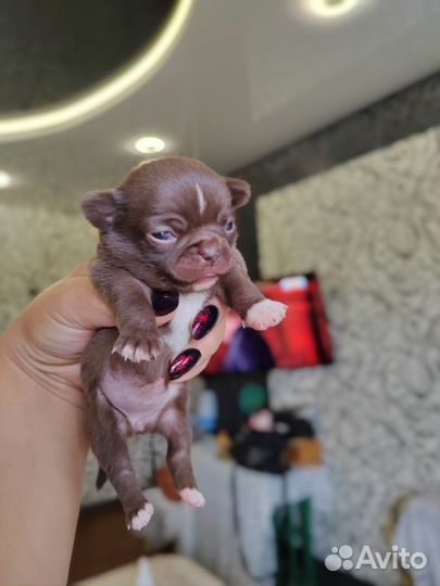Щенки чихуахуа мини девочки