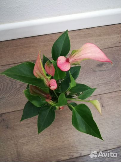 Антуриум Лили, Лили Вайт, Ливиум Микро, Матата