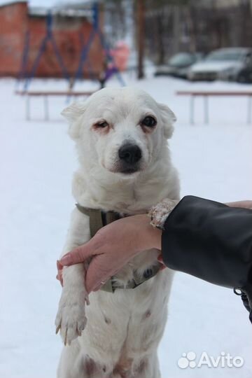 Ищем новых хозяев для маленькой собаки
