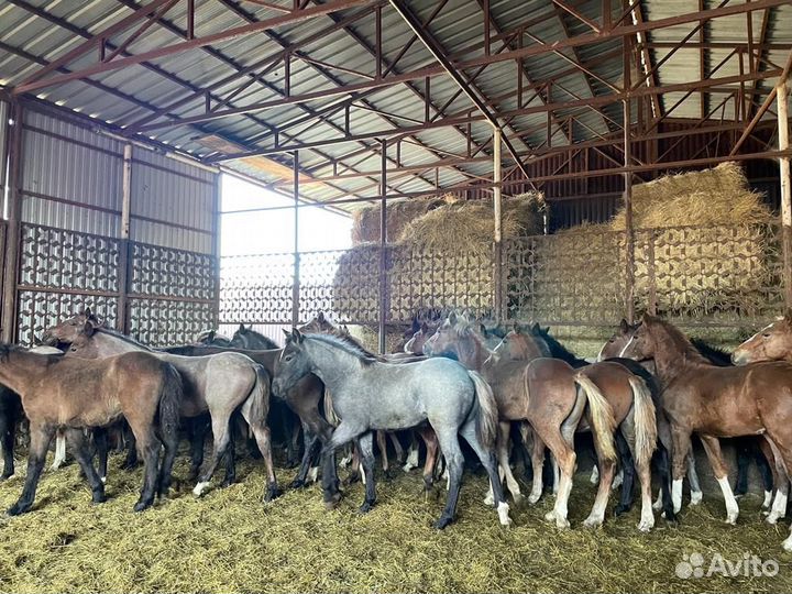 Продаю жеребят