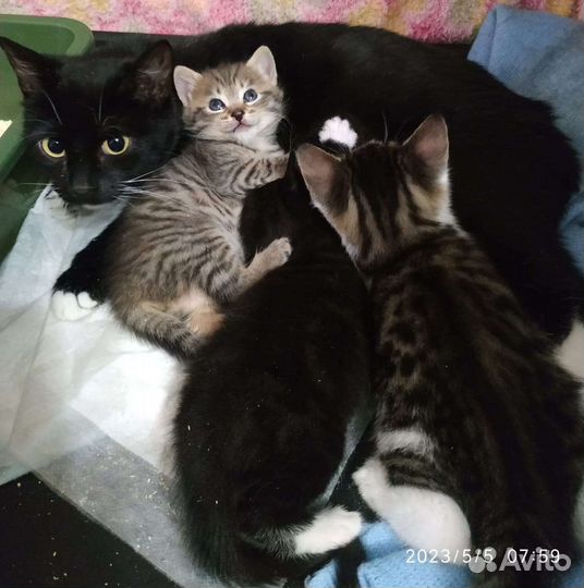 Кошки в добрые руки бесплатно
