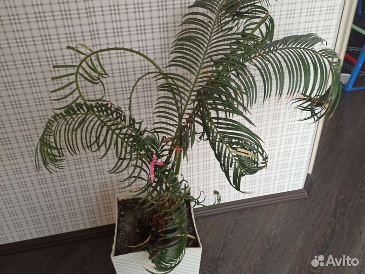 Юкка, пальма и другие