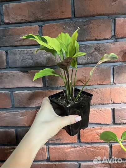 Калатея yellow fusion