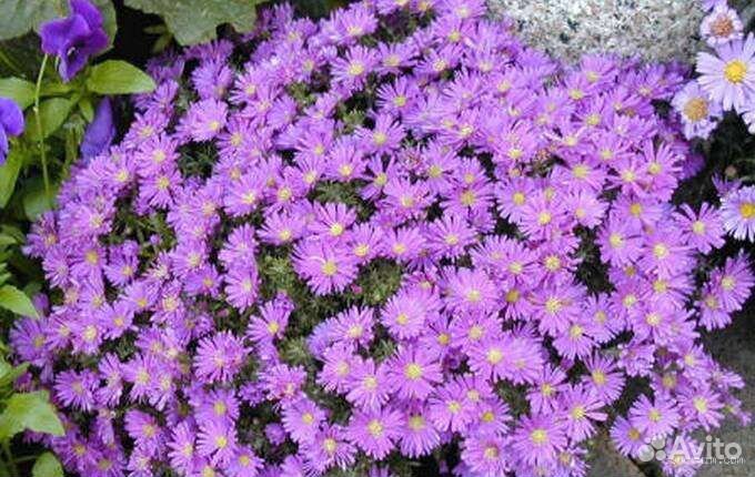 Многолетники