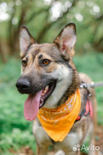 Молодая умка ждет своего человека