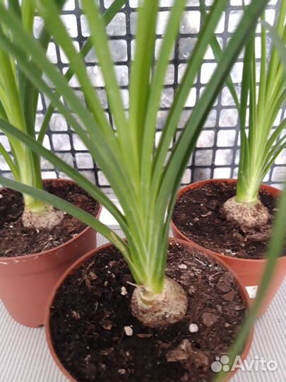 Нолина Бокарнея (дерево желаний)