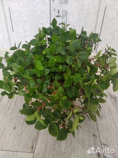 Пеперомия глабелла