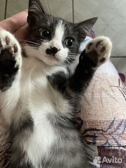 Котенок мальчик