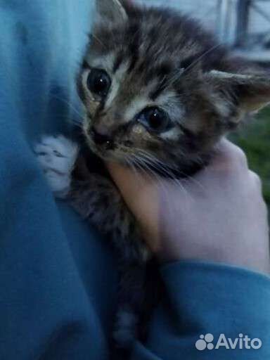Котенок в добрые руки