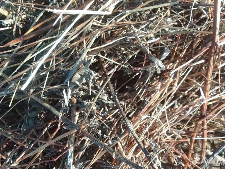 Солома гречихи