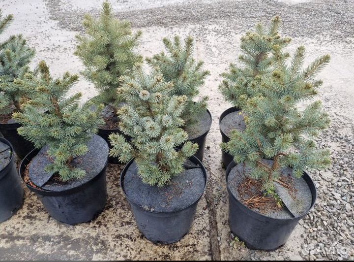 Ель Глаука - большой выбор от 50 см до 3,5 м