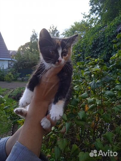Котята