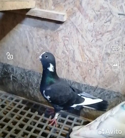 Голуби. Адана