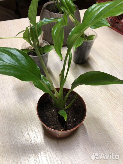 Спатифиллум мини