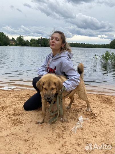 Передержка животных