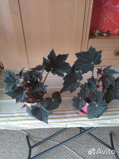 Комнатные растения