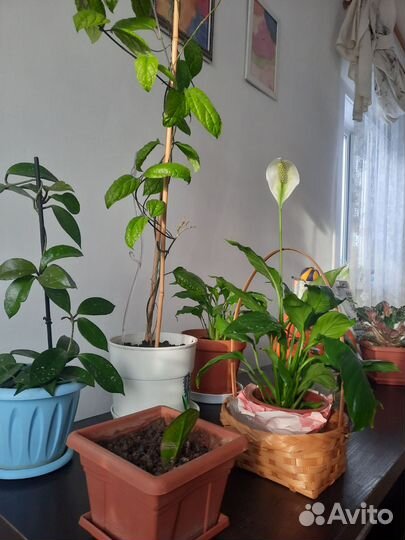 Спатифиллум Женское счастье