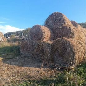 Сено.Необмолоченный овес