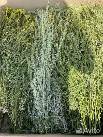 Донник для бани