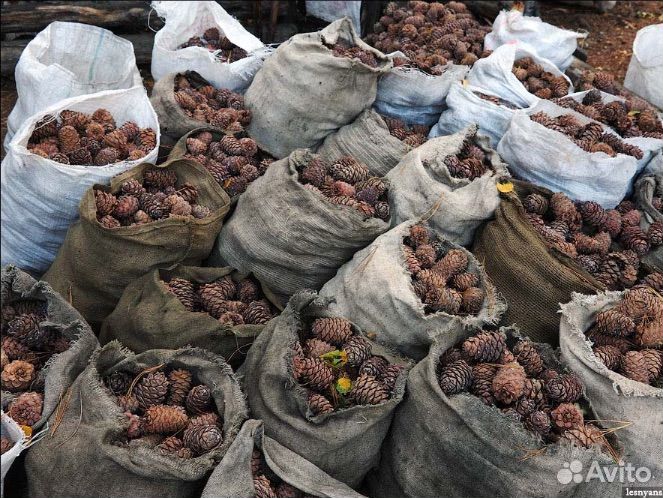 Кедровый орех, шишка оптом