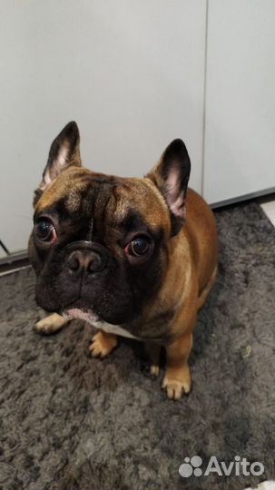Французский бульдог кабель вязка
