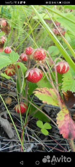 Варенье клубничное, вишневое, малиновое