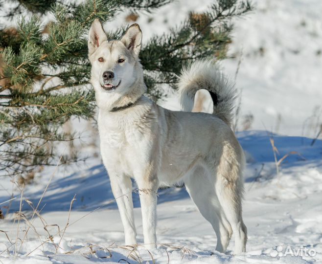 Метис лайки Ауди в добрые руки