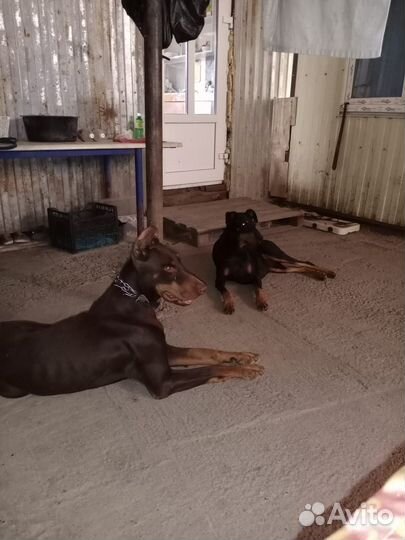 Щенки добермана
