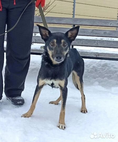 Кнопочка. Небольшая собака,которая надеется. Ждет