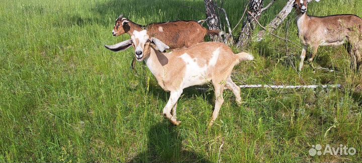 Англо нубийские козы